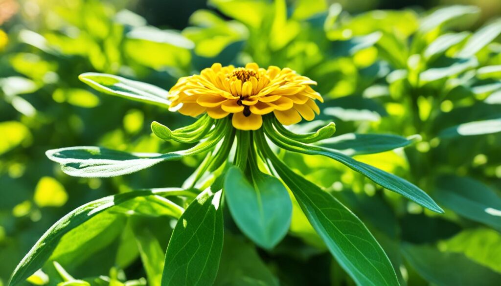 Zinnia flowers