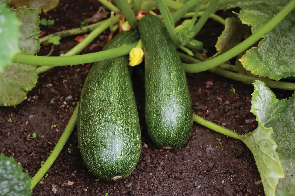 Cool Zucchini