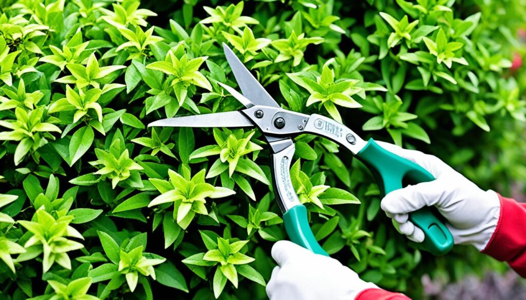 abelia pruning