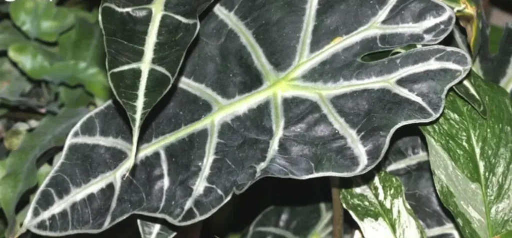 Alocasia Amazoniana grows in Southeast Asia