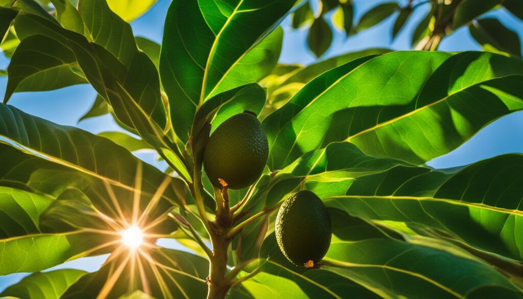 avocado tree sunlight