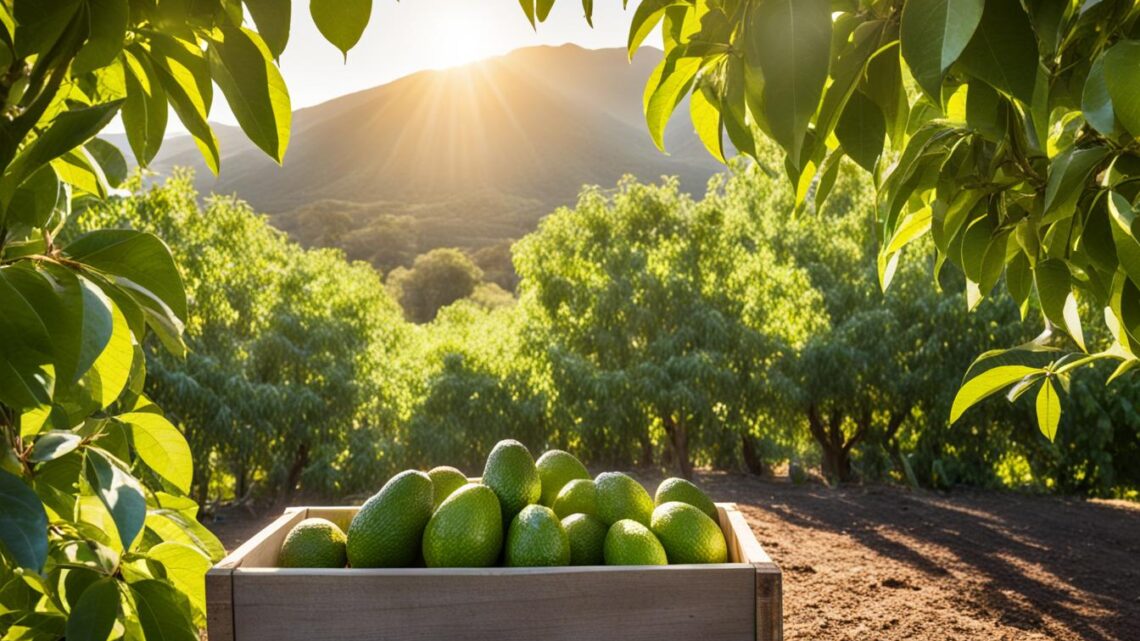 avocado trees