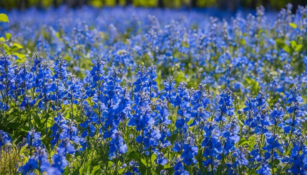 blue annual flowers