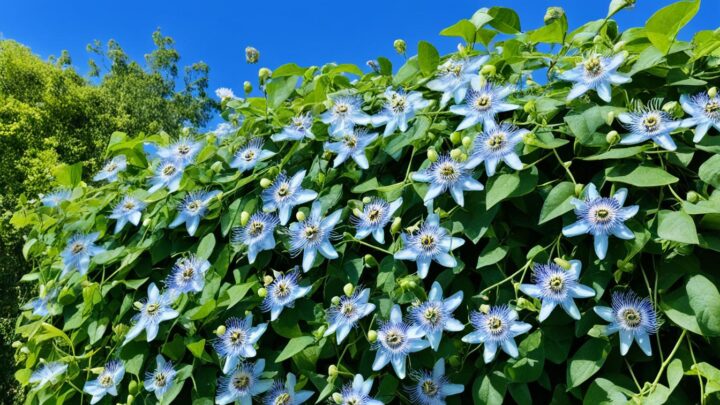 caerulea passiflora