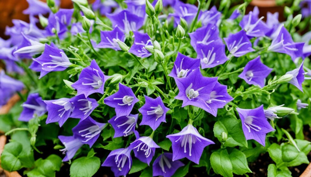 campanula care tips