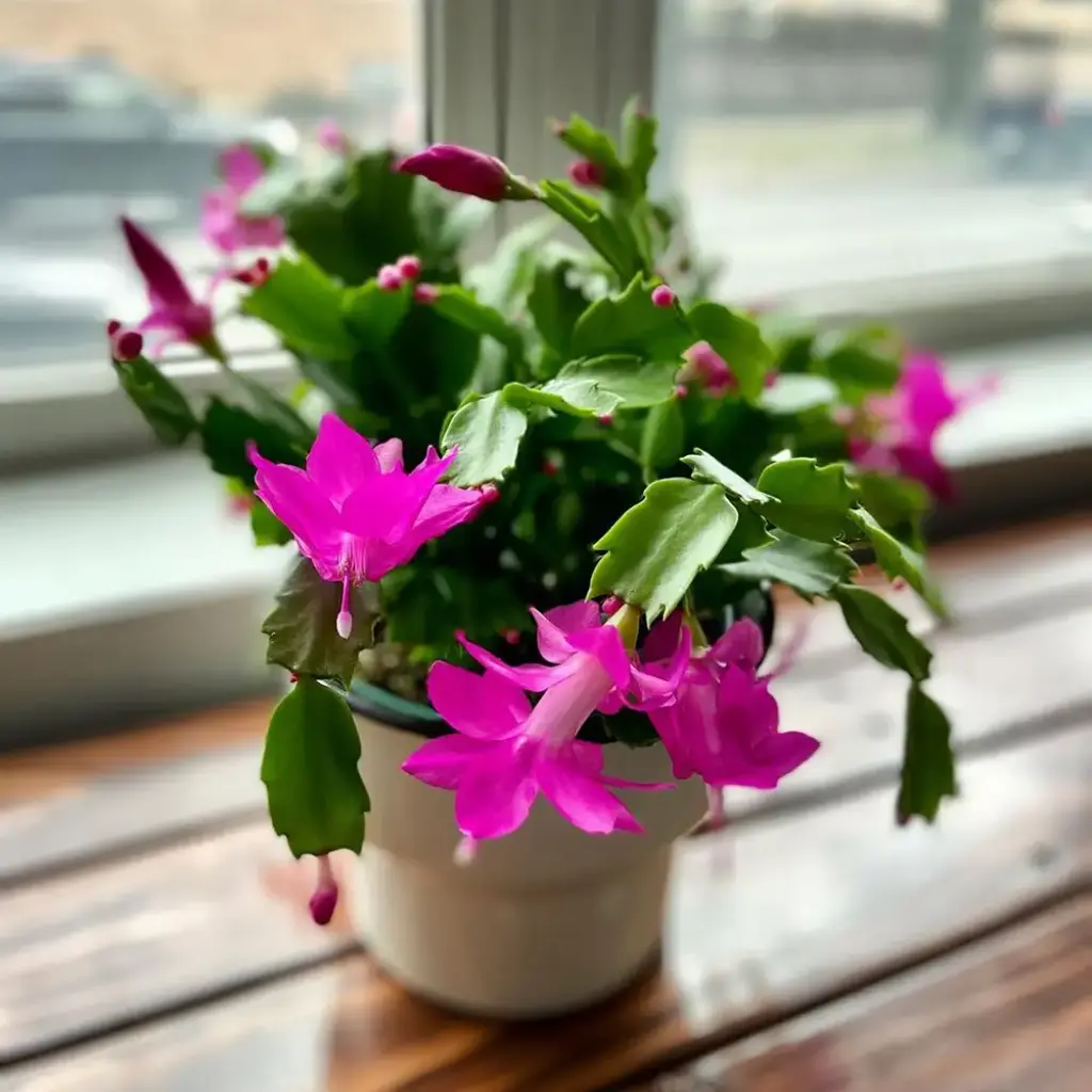 christmas cactus