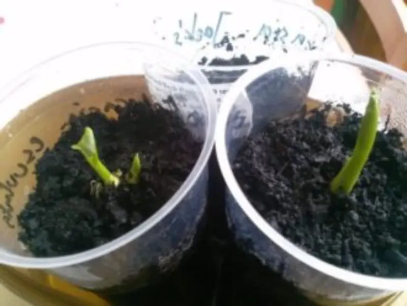 alocasia seeds quickly become unusable