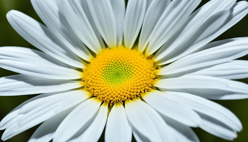 edible daisy petals