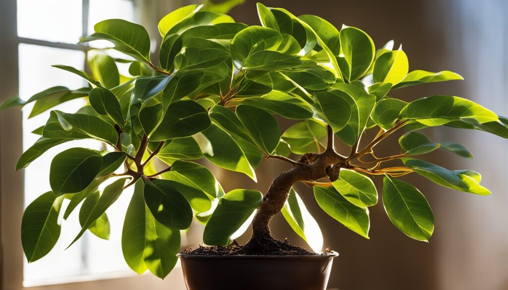 ficus tineke light requirements