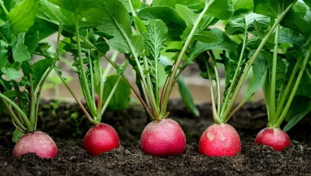 How to easily grow radish from seeds