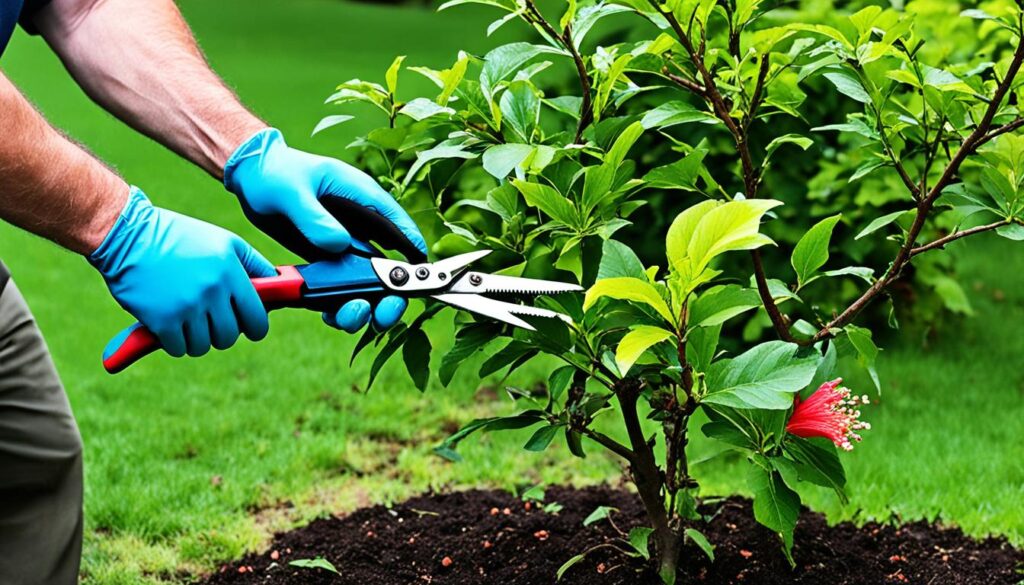 hibiscus pruning