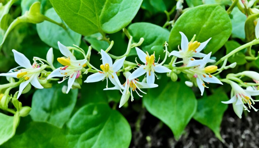 honeysuckle flowers