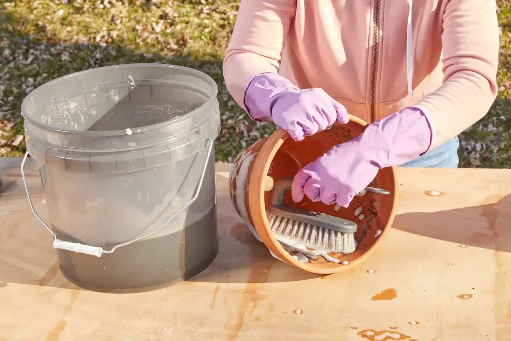 How to Clean Terracotta Pots