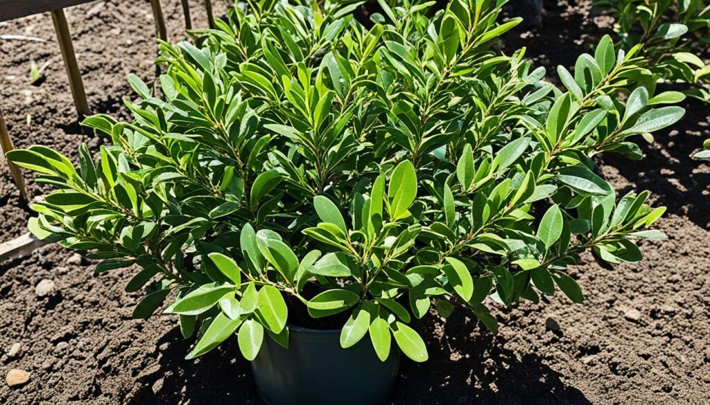 how to grow Bay Laurel