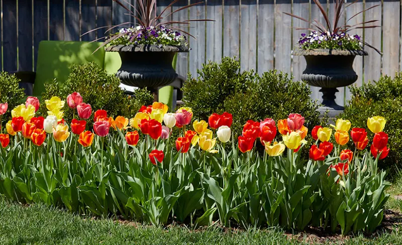 Planting Tulip