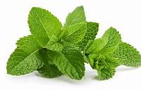 Mentha