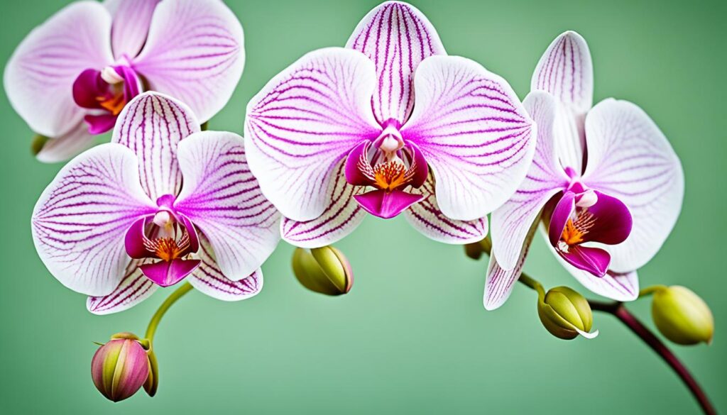 moth orchid