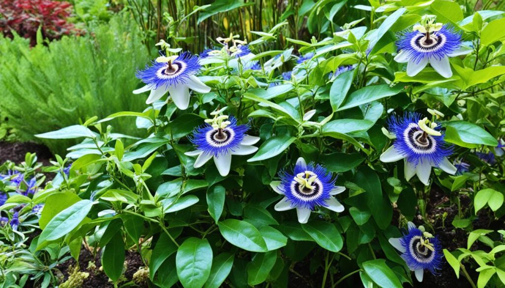 passiflora caerulea planting location