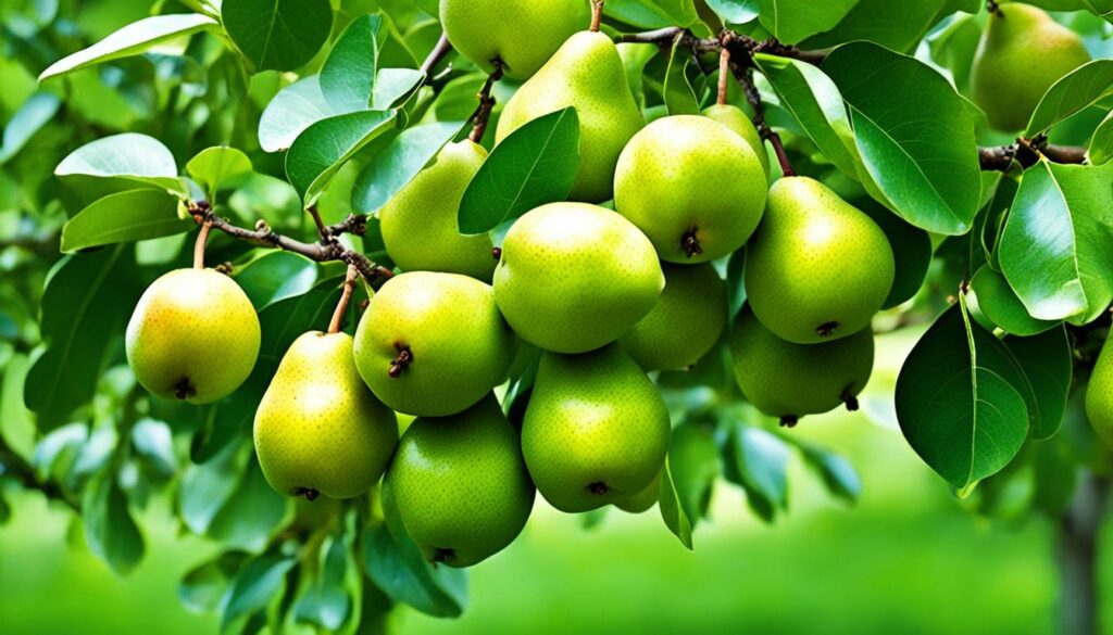 pear tree varieties