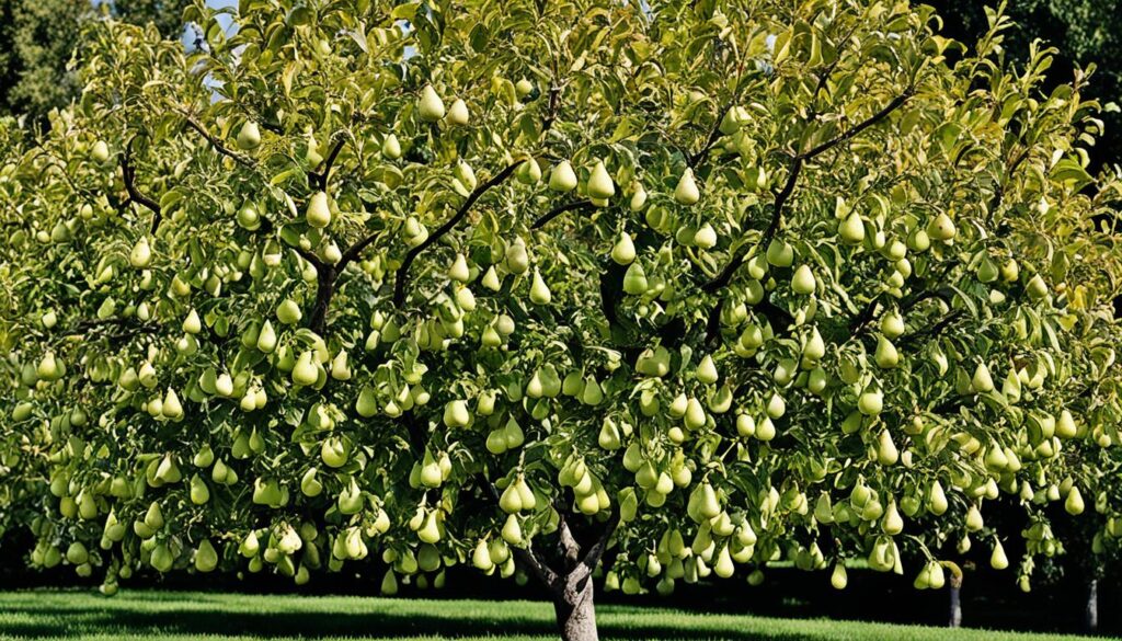 pear varieties