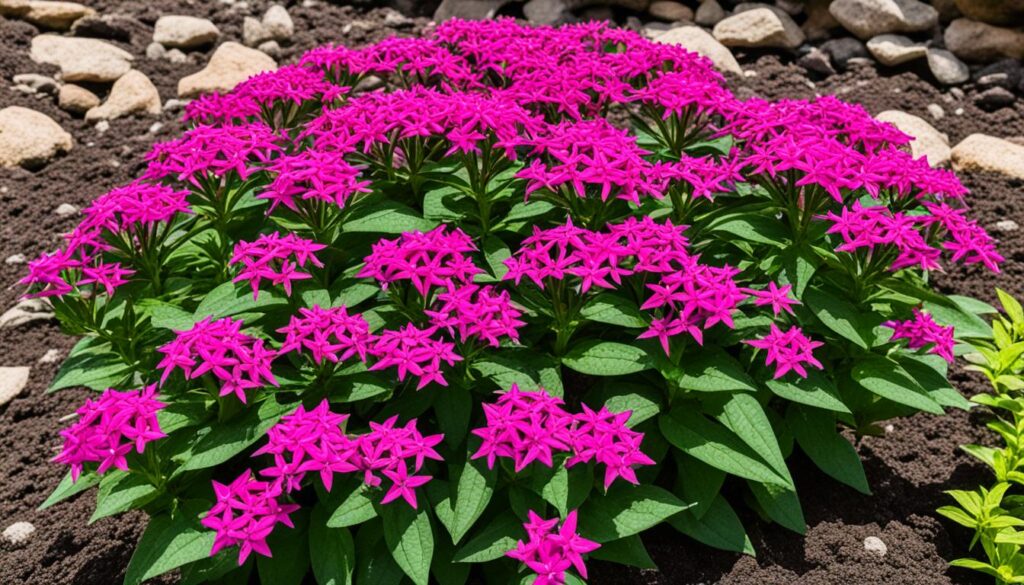 pentas soil requirements