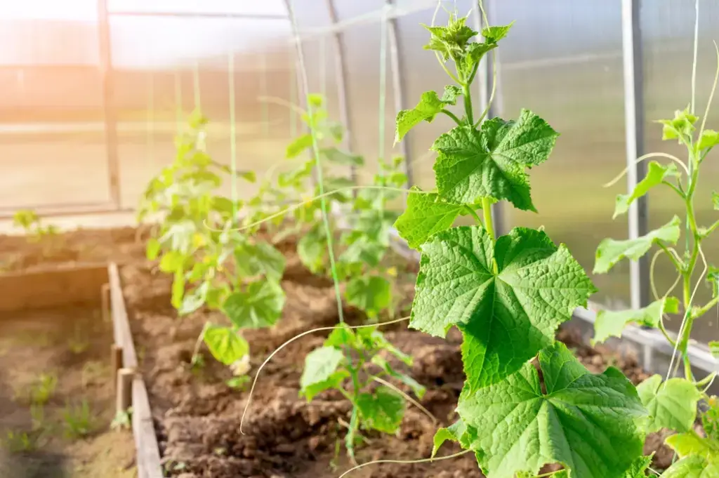 plant cucumbers