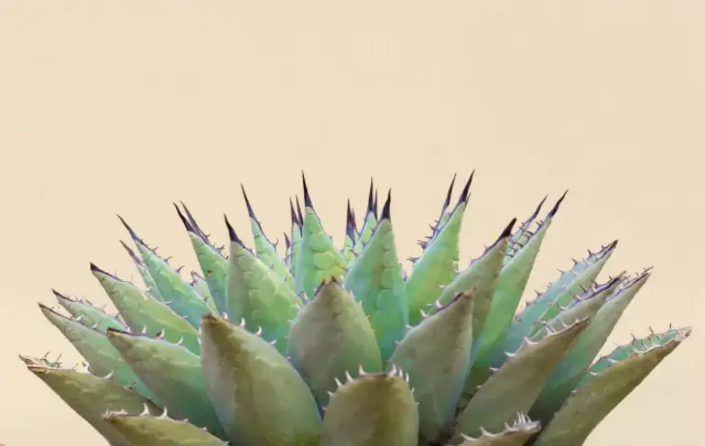 The Agave Plant: An Overview