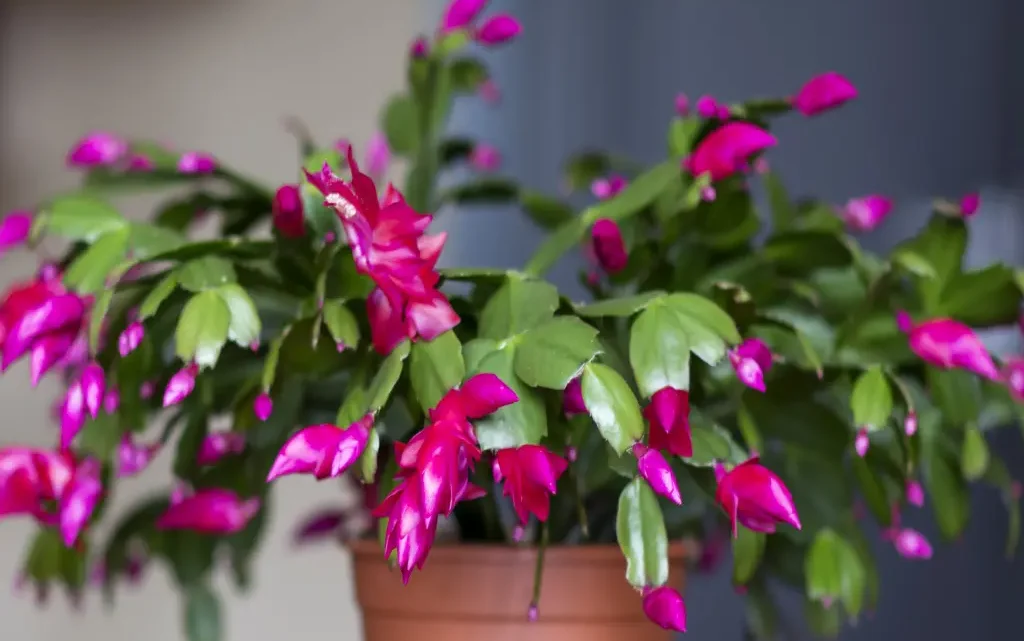 planting christmas cactus