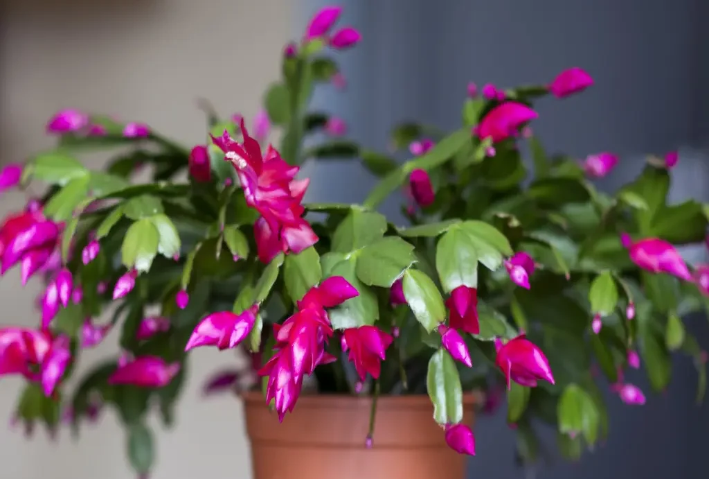 planting christmas cactus