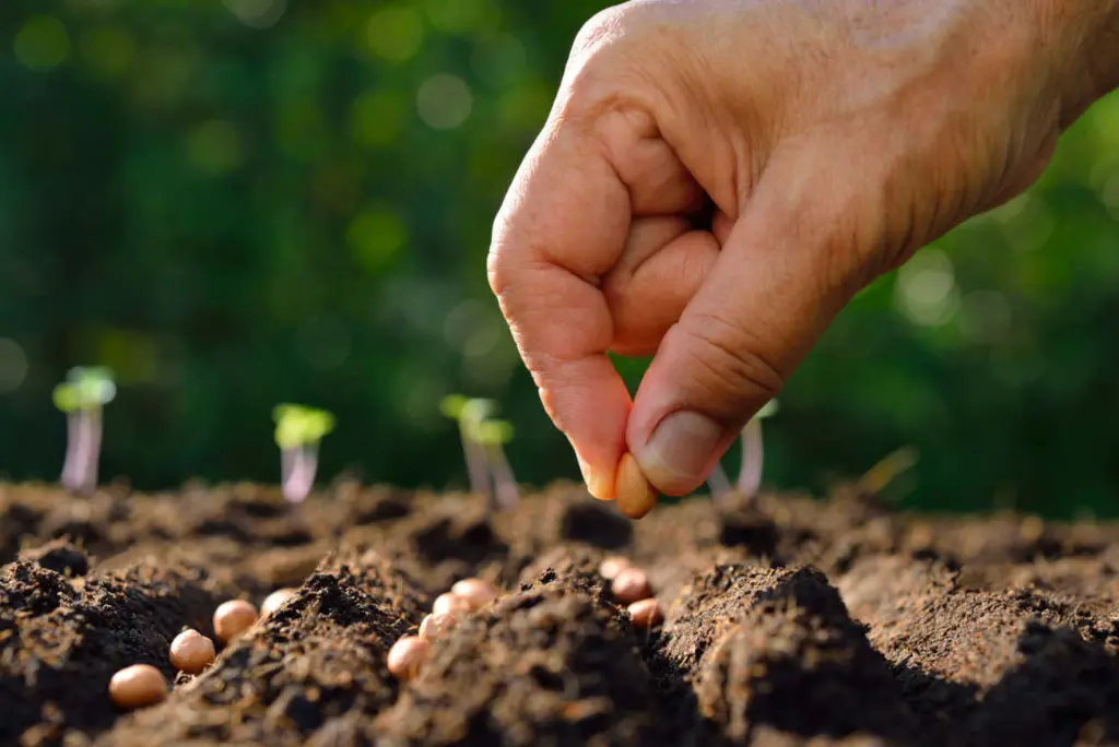 sowing calendar